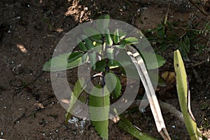This is an image of bryophyllum pinnatum leaves . photo