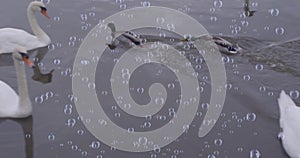 Image of bubbles over duck and swan on lake