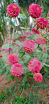 Image of a bukey of pink flower  with green tree looks amazing