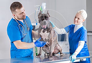 Image of a bulldog being examined at the clinic. Two doctors. Veterinary medicine concept. Taking care of pets.