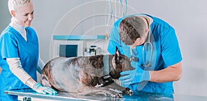 Image of a bulldog being examined at the clinic. Two doctors. Veterinary medicine concept. Taking care of pets.