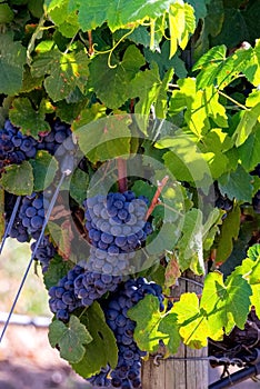 An image of bunches of fresh red grapes