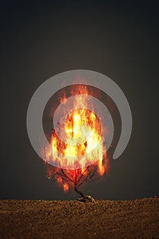 burning thorn bush christian symbol photo