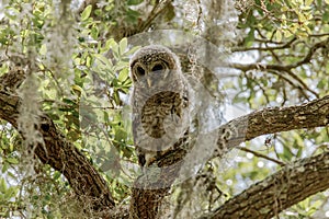 Burrowing Owl Cape Coral Florida photo