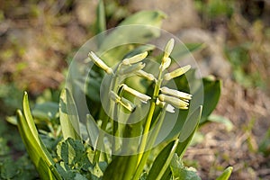 Image bush of unopened buds of garden flowers close-up