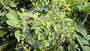 Bushes of climbing hempweed on the vegetation landscape. photo