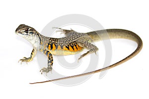 Image of Butterfly Agama Lizard Leiolepis Cuvier