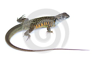 Image of Butterfly Agama Lizard Leiolepis Cuvier