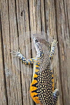 Image of Butterfly Agama Lizard Leiolepis Cuvier.