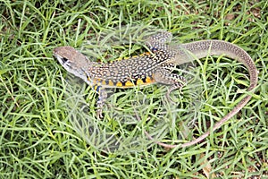 Image of Butterfly Agama Lizard Leiolepis Cuvier