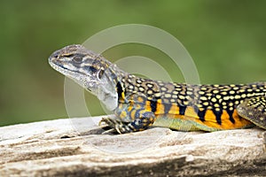 Image of Butterfly Agama Lizard Leiolepis Cuvier