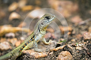 Image of Butterfly Agama Lizard Leiolepis Cuvier