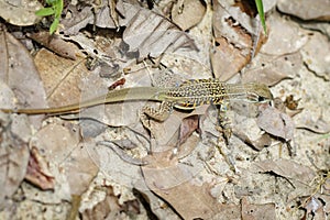 Image of butterfly agama lizard & x28;Leiolepis Cuvier& x29;