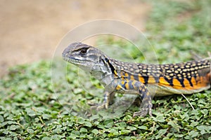 Image of Butterfly Agama Lizard Leiolepis Cuvier on the green