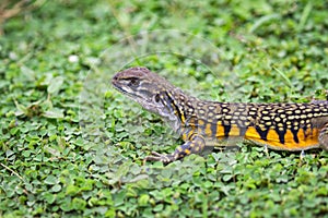 Image of Butterfly Agama Lizard Leiolepis Cuvier on the green