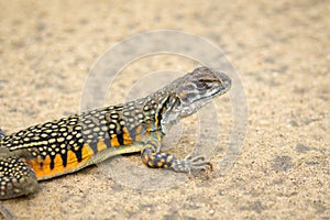 Image of Butterfly Agama Lizard Leiolepis Cuvier on the ground