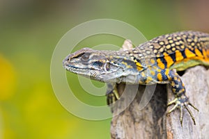 Image of Butterfly Agama Lizard Leiolepis Cuvier on nature bac