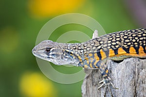 Image of Butterfly Agama Lizard Leiolepis Cuvier on nature bac