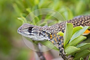 Image of Butterfly Agama Lizard Leiolepis Cuvier on nature bac