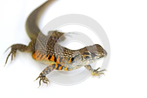 Image of Butterfly Agama Lizard Leiolepis Cuvier on white back