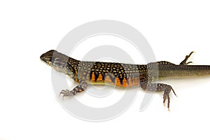Image of Butterfly Agama Lizard Leiolepis Cuvier on white back