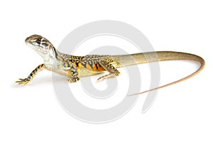 Image of Butterfly Agama Lizard Leiolepis Cuvier on white back