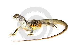 Image of Butterfly Agama Lizard Leiolepis Cuvier