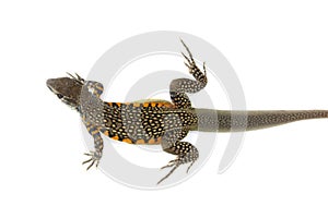 Image of Butterfly Agama Lizard Leiolepis Cuvier