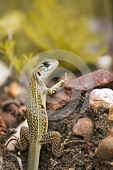 Image of Butterfly Agama Lizard Leiolepis Cuvieron nature background.