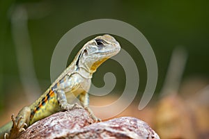 Image of Butterfly Agama Lizard Leiolepis Cuvieron nature background.