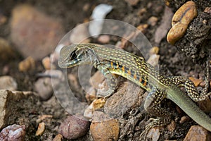 Image of Butterfly Agama Lizard Leiolepis Cuvieron nature background.