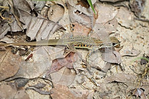Image of butterfly agama lizard & x28;Leiolepis Cuvier& x29;