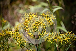 Image of a butterfly Erebia, Nymphalidae, on yellow flowers Senecio ovatus. The focus is on the flowers and butterfly. The