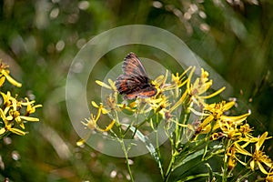 Image of a butterfly Erebia, Nymphalidae, on yellow flowers Senecio ovatus. The focus is on the flowers and butterfly. The