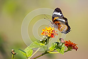 Image of butterfly on flower on nature background.