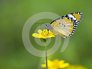 Image of butterfly on flower on nature background.