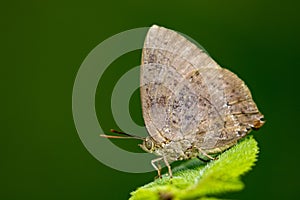 Image of butterfly Lycaenidae on the leaf on nature background