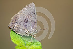 Image of butterfly Lycaenidae on the leaf.
