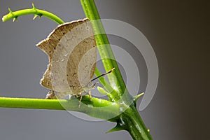 Image of butterfly Lycaenidae on the leaf on nature background