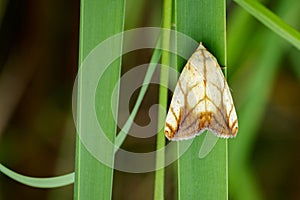 Image of Butterfly Moth & x28;Lasiocampidae& x29; on green leaves.