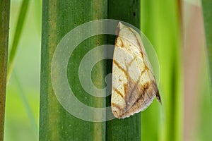 Image of Butterfly Moth Lasiocampidae photo