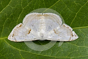 Image of Butterfly Moth Lasiocampidae on green leaves. photo