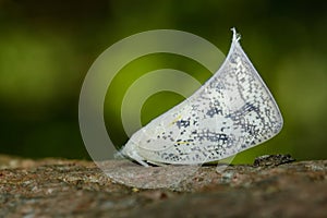 Image of Butterfly Moth Lasiocampidae on nature background.