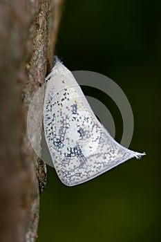 Image of Butterfly Moth Lasiocampidae on nature background. photo