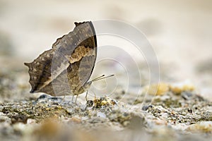Image of a butterfly on nature background.
