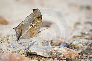 Image of a butterfly on nature background. Insect