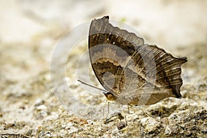 Image of a butterfly on nature background. Insect