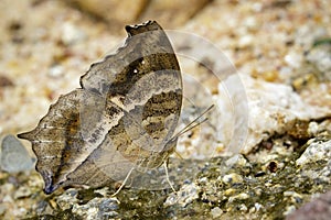 Image of a butterfly on nature background. Insect Animal