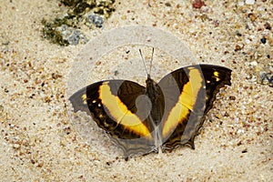 Image of a butterfly on nature background. Insect Animal