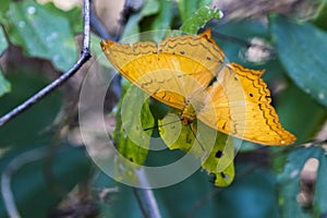 Image of butterfly Vindula erota erota.